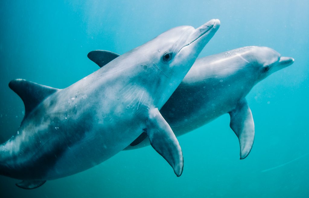Swim with Dolphins