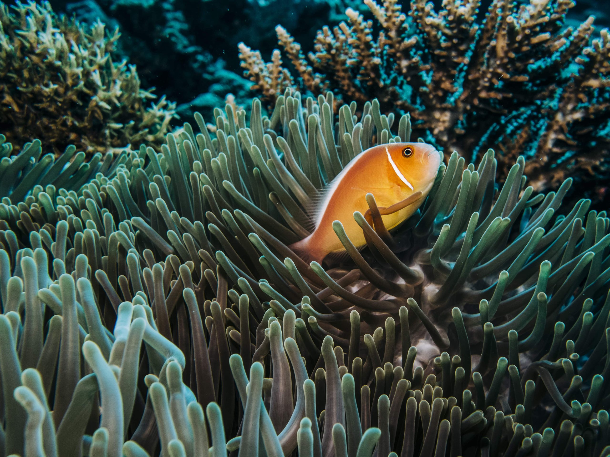 Gold Fish at Gold Coast - True North