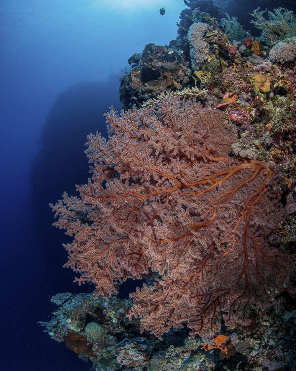 Ribbon Reef & Cooktown