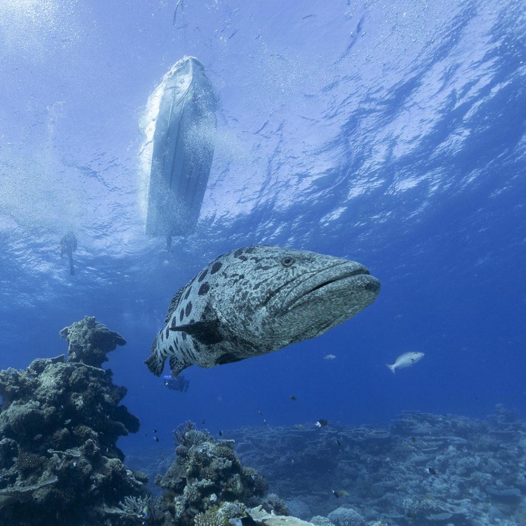 The Cod Hole & Lizard Island