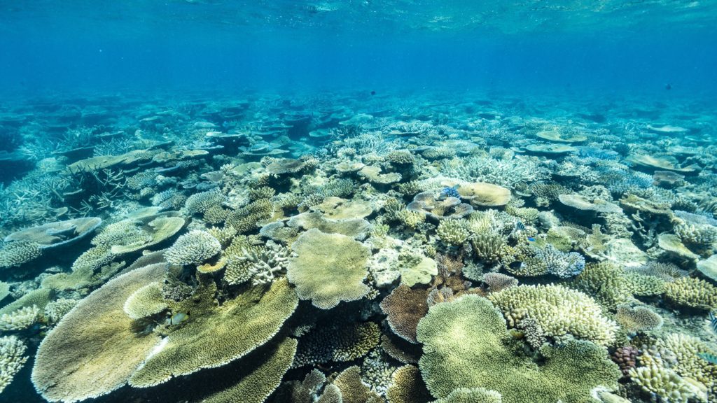Davie Reef