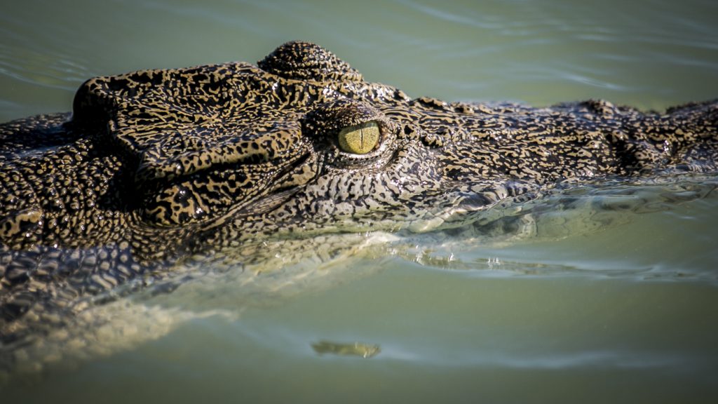 Matt Wright's Top End Safari Tour