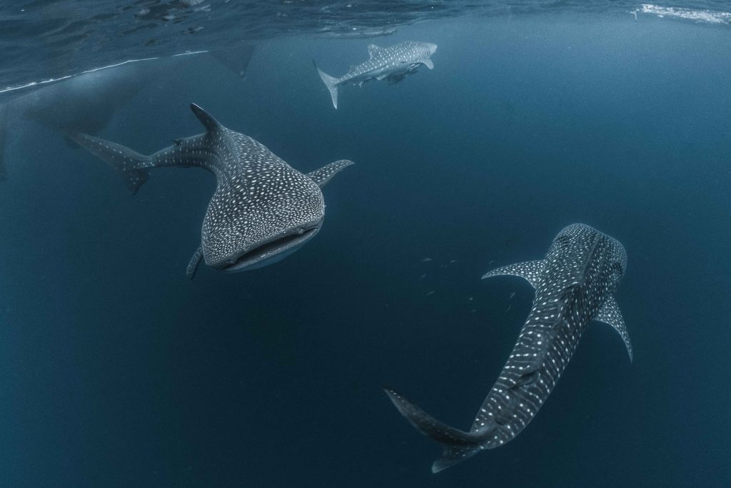Swim with Whale Sharks