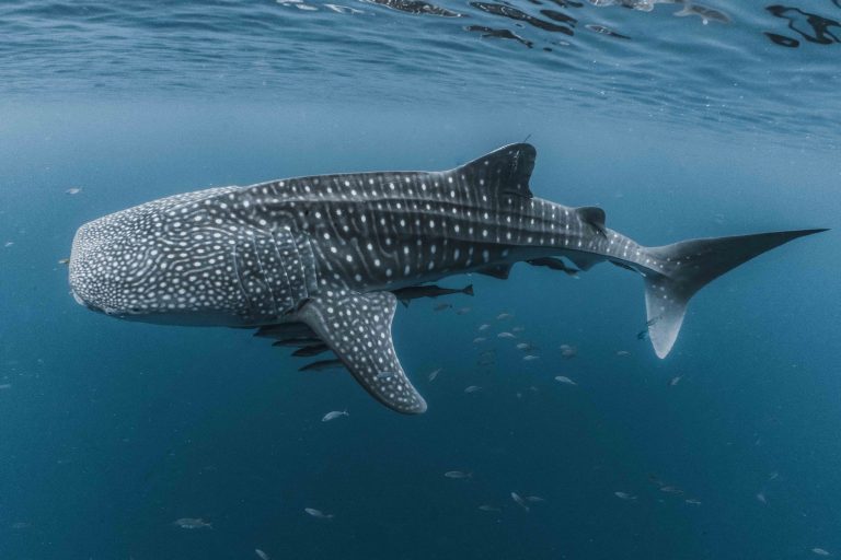 The Whale Sharks of Cenderawasih Bay cruise