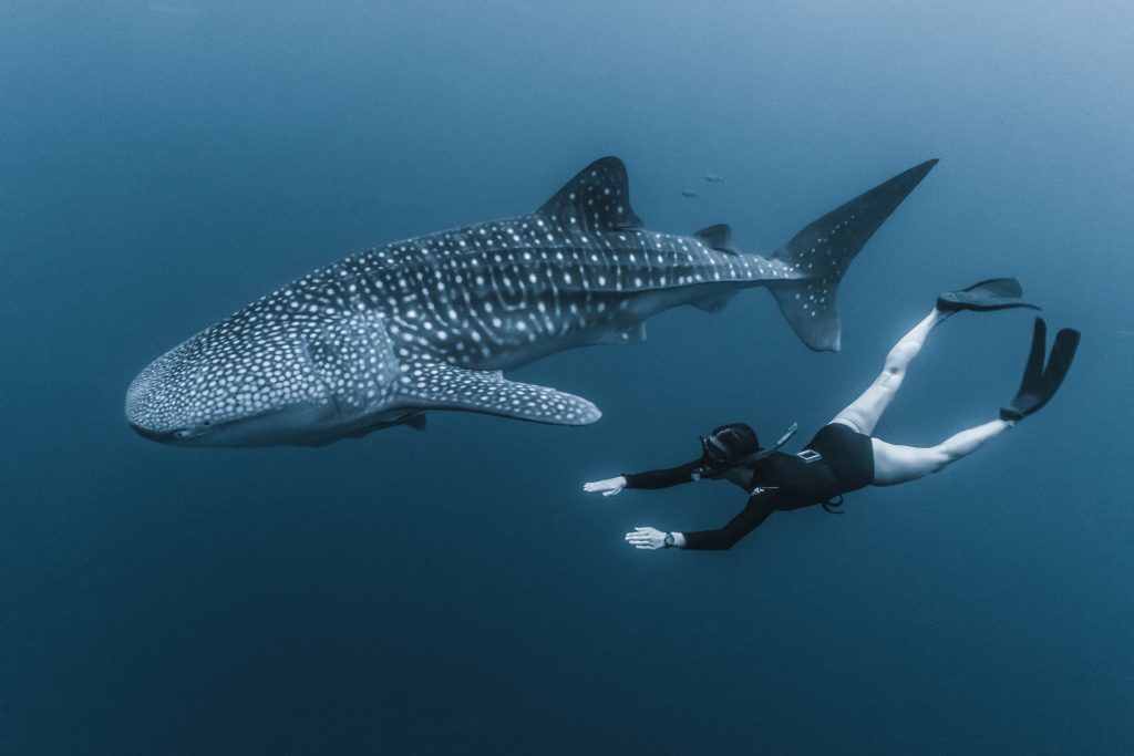 Cenderawasih Marine Park 