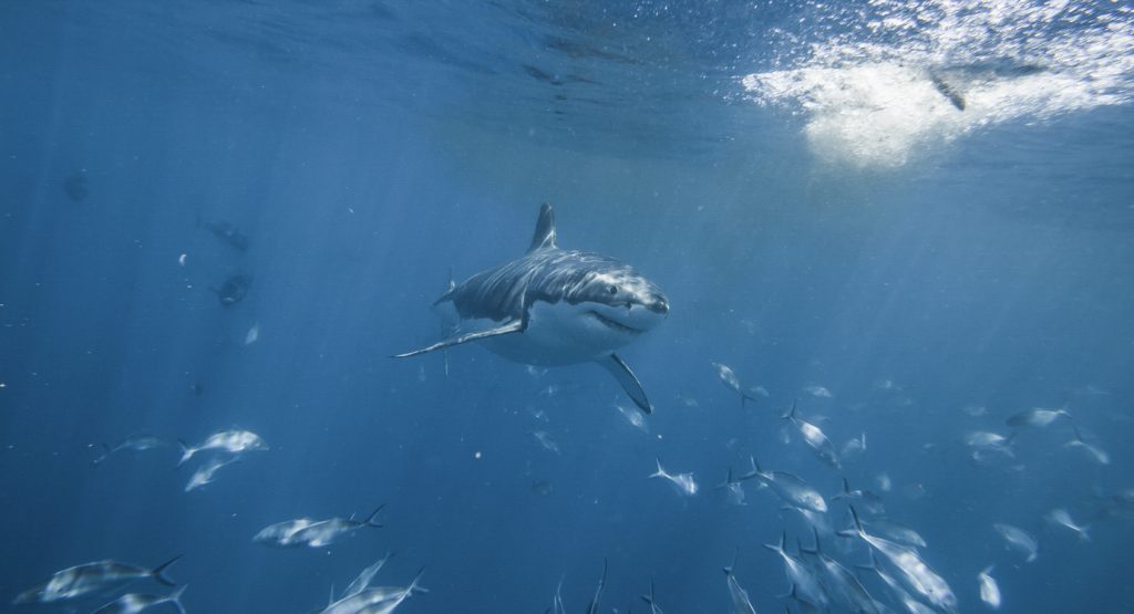 Great White Sharks