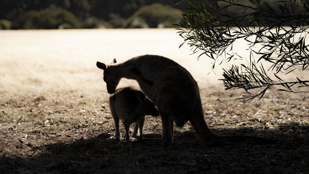 Kangaroo Island