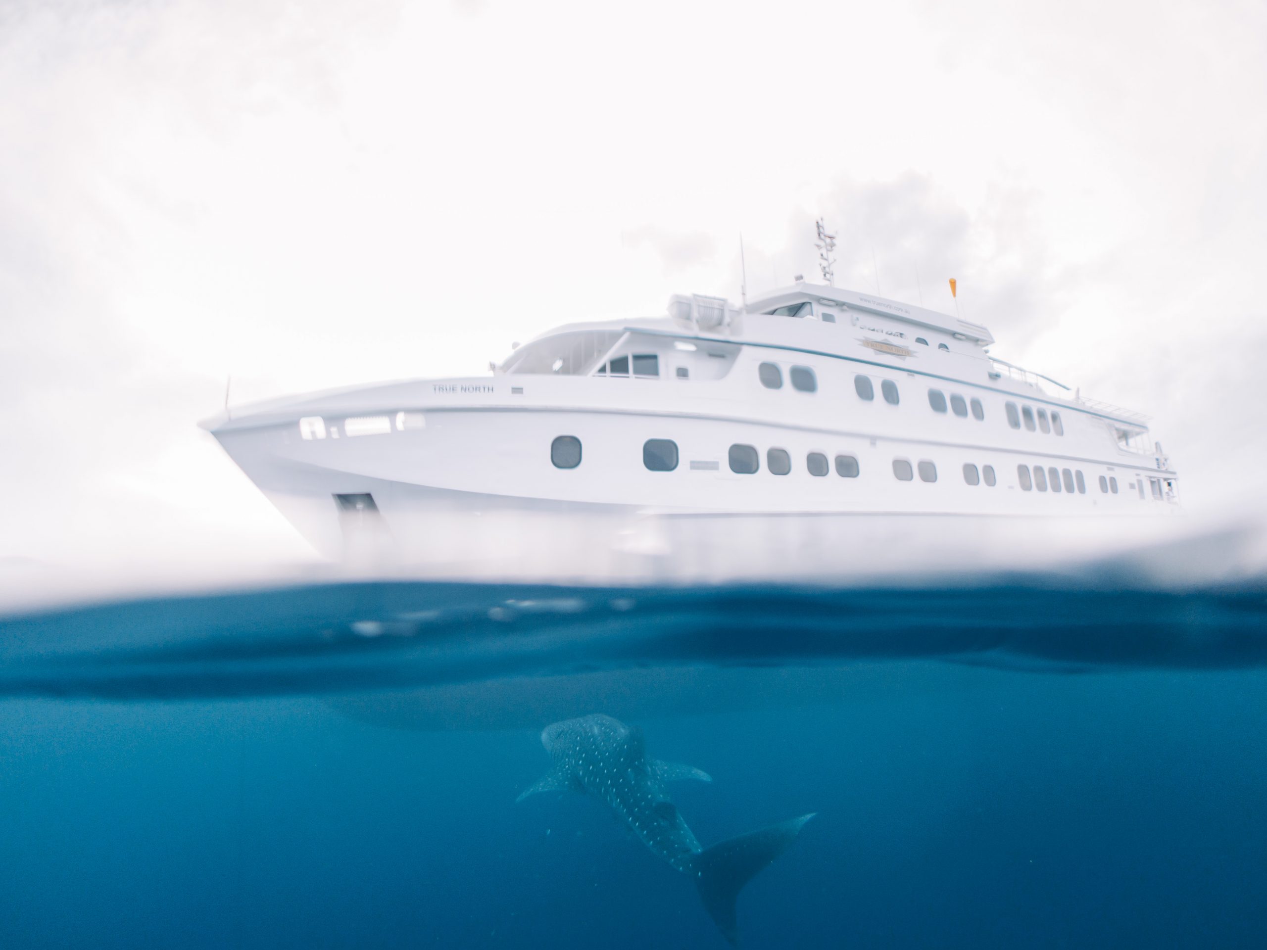 Agent Image Gallery 107 True North Cruise and Whale View