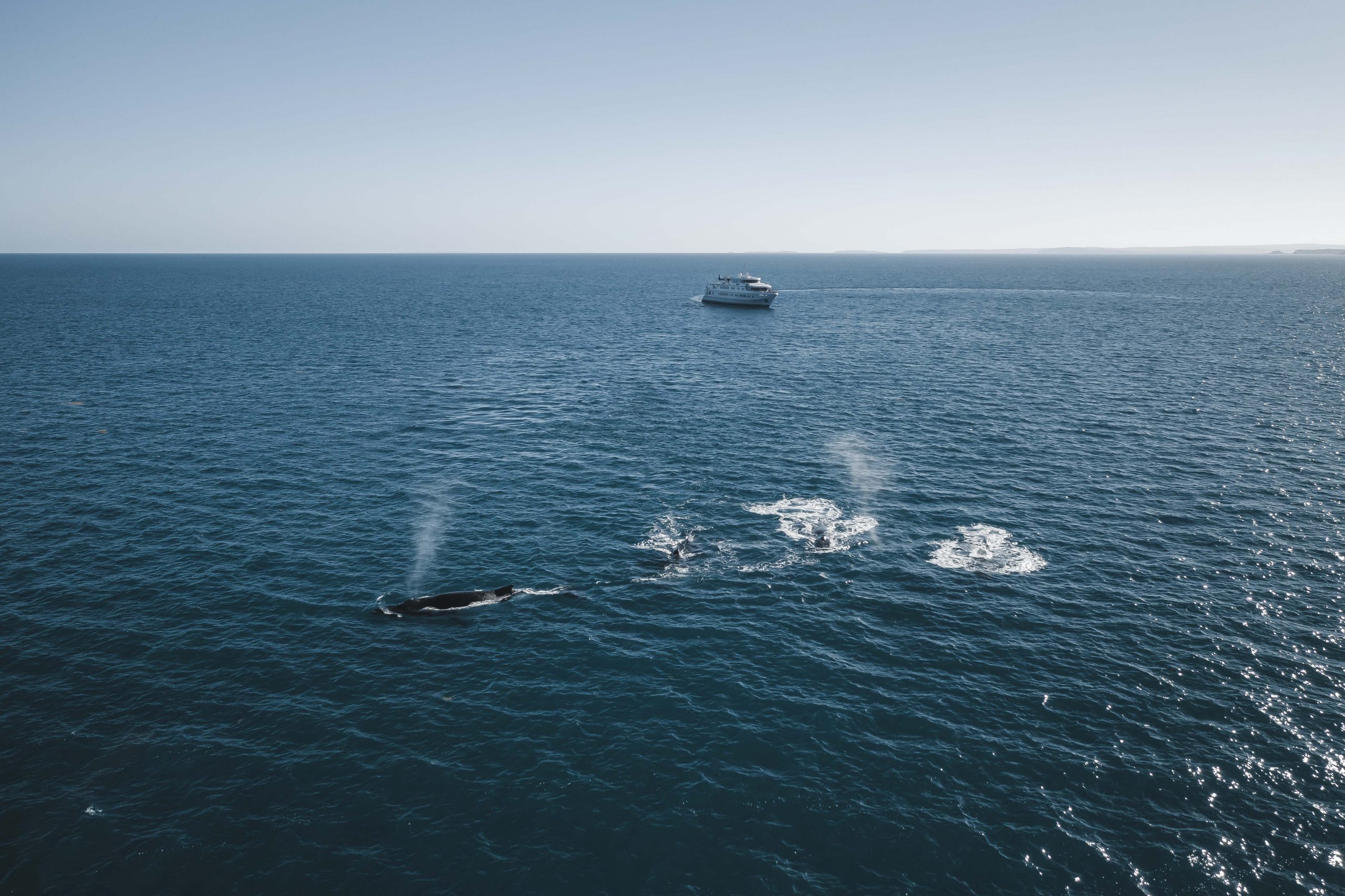Agent Image Gallery 49 Whale watching True North Cruises