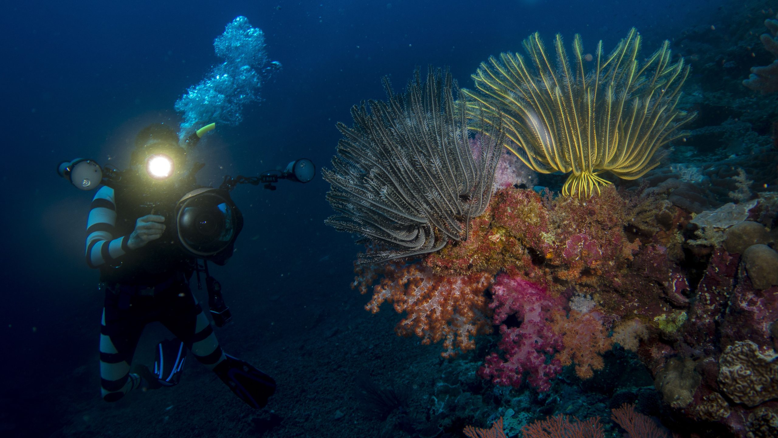 Agent Image Gallery 254 TrueNorth Diving 04598 scaled