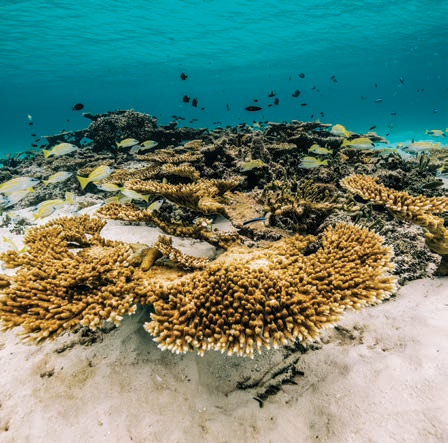 Moreton Island